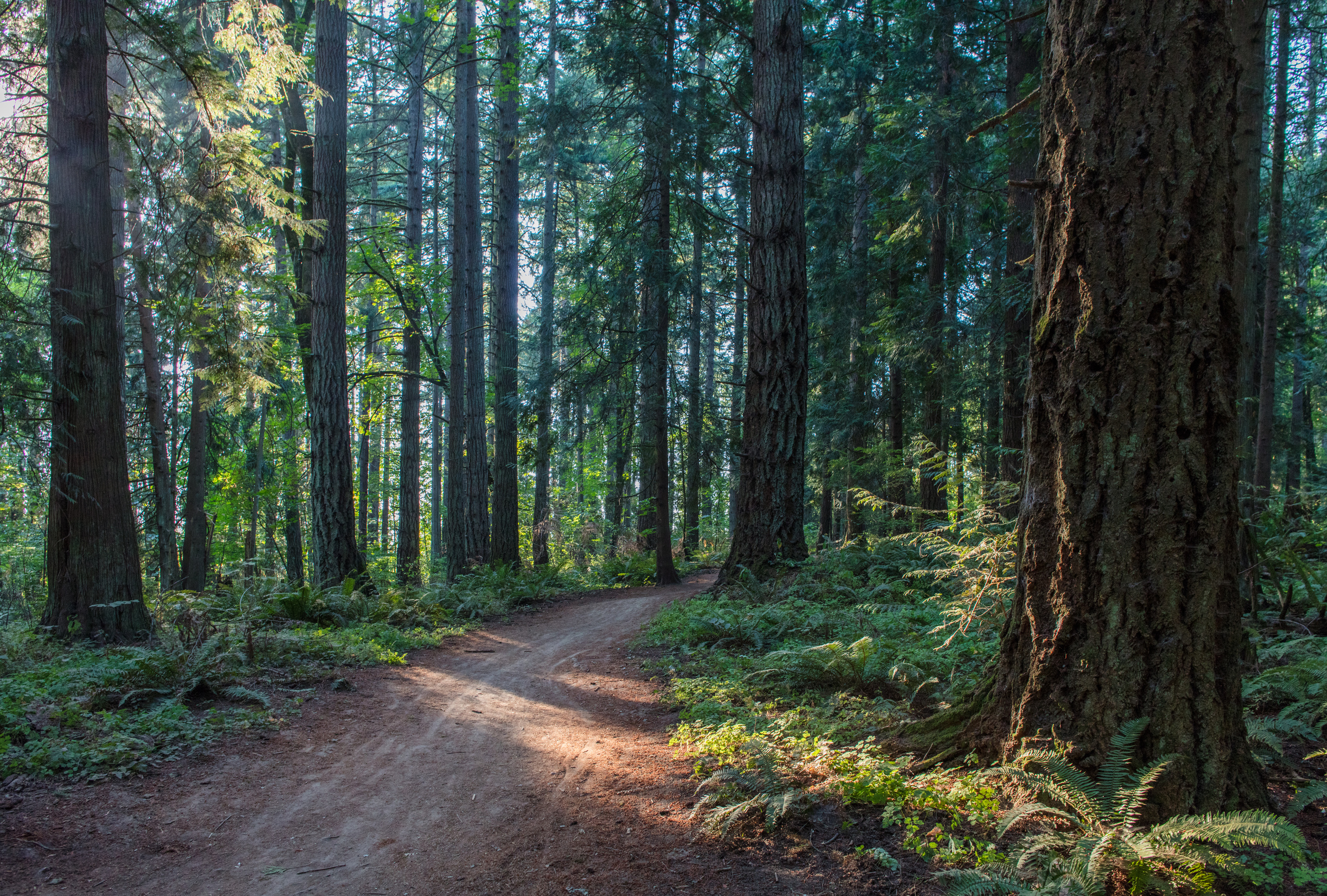 Oregon Forest